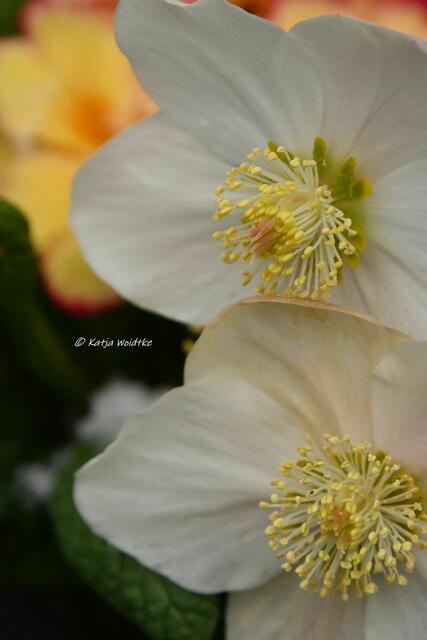 Garten im Jahreslauf (Foto: Katja Woidtke)

Farbenspiel im Februar - Schneerose (Helleborus niger) | Foto: Katja Woidtke