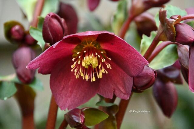 Garten im Jahreslauf (Foto: Katja Woidtke)

Farbenspiel im Februar - Rote Schneerose (Helleborus orientalis)  | Foto: Katja Woidtke