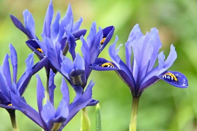 Garten im Jahreslauf (Foto: Katja Woidtke)

Farbenspiel im Februar - Zwerg-Iris "Harmony" | Foto: Katja Woidtke