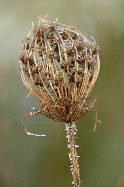 Garten im Jahreslauf (Foto: Katja Woidtke)

Farbenspiel im Februar - Wilde Möhre (Daucus carota) | Foto: Katja Woidtke