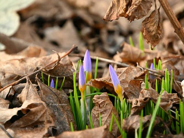 Garten im Jahreslauf (Foto: Katja Woidtke)

Farbenspiel im Februar - Krokusse schieben sich das schützende Laub Richtung Sonne | Foto: Katja Woidtke