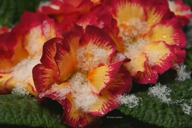 Garten im Jahreslauf (Foto: Katja Woidtke)

Farbenspiel im Februar - Primel (Primula) | Foto: Katja Woidtke