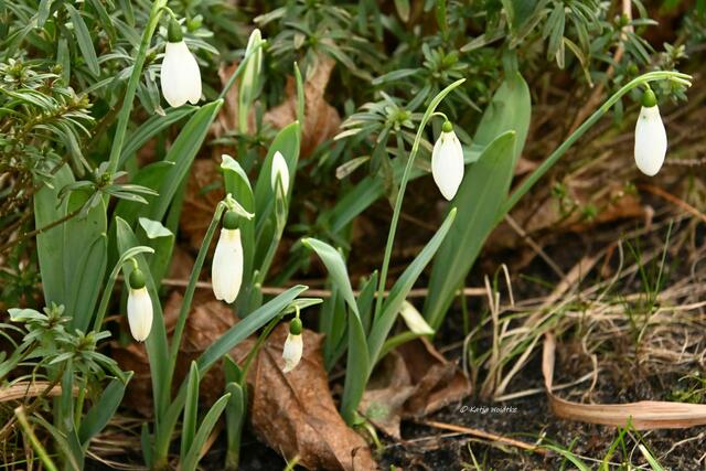 Garten im Jahreslauf (Foto: Katja Woidtke)

Farbenspiel im Februar - Schneeglöckchen (Galanthus) | Foto: Katja Woidtke