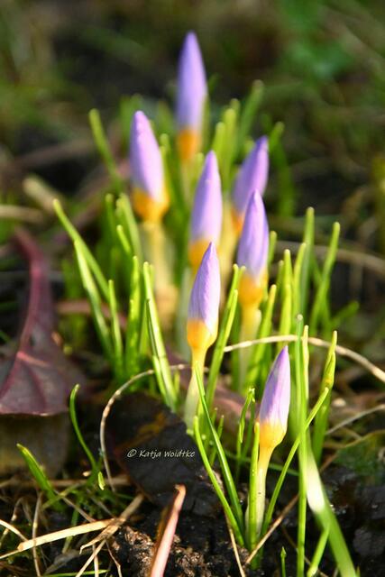 Garten im Jahreslauf (Foto: Katja Woidtke)

Farbenspiel im Februar - die ersten Krokusse blühen auf der wilden Wiese | Foto: Katja Woidtke