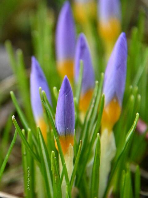 Garten im Jahreslauf (Foto: Katja Woidtke)

Farbenspiel im Februar - Krokusse auf der wilden Wiese | Foto: Katja Woidtke