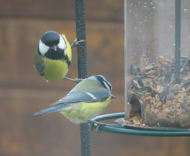 Ausschnitt aus dem Original-Foto. | Foto: M. A.