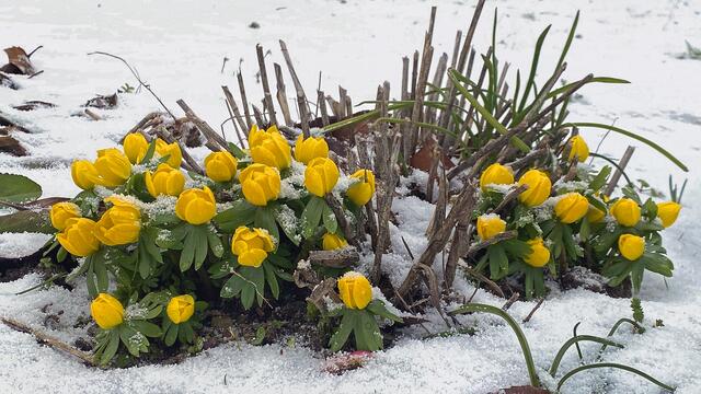 Am Stadtrand von Wismar gibt es zwei Zentimeter Neuschnee, der bei plus zwei Grad nicht lange liegen bleibt. Foto: Helmut Kuzina