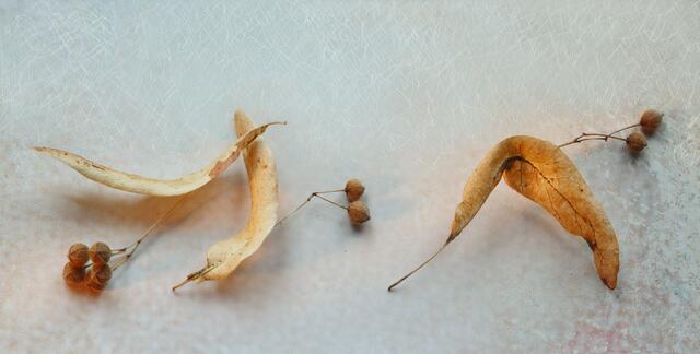 Die Früchte der 'Winter-Linde' (Tilia cordata), auch 'Steinlinde' genannt