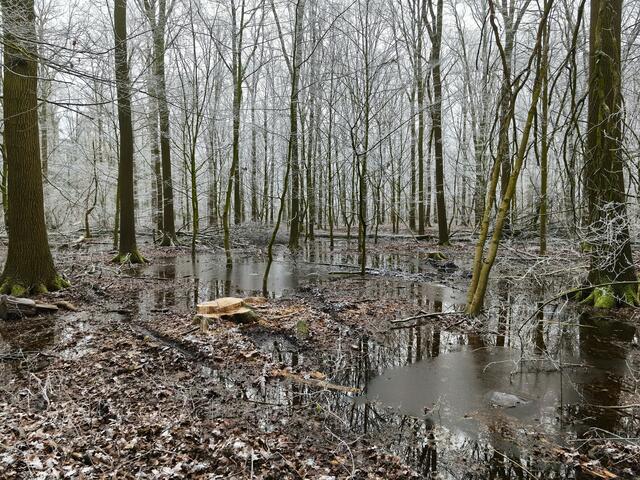 Teilweise vereiste Flächen sorgen für interessante Spiegelungen. | Foto: Shima Mahi