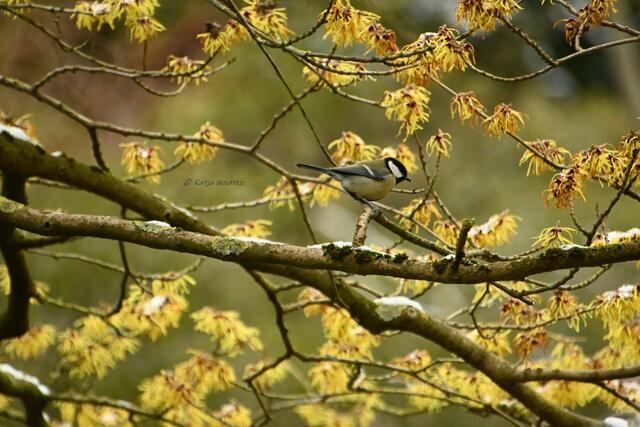 Berggarten im Jahreslauf (Foto: Katja Woidtke)

Kohlmeise (Parus major) setzt sich in einer üppig blühenden Zaubernuss in Pose | Foto: Katja Woidtke