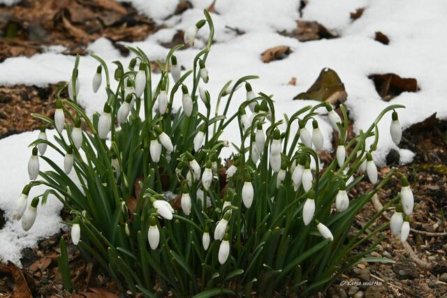 Berggarten im Jahreslauf (Foto: Katja Woidtke)

Schneeglöckchen (Galanthus) | Foto: Katja Woidtke