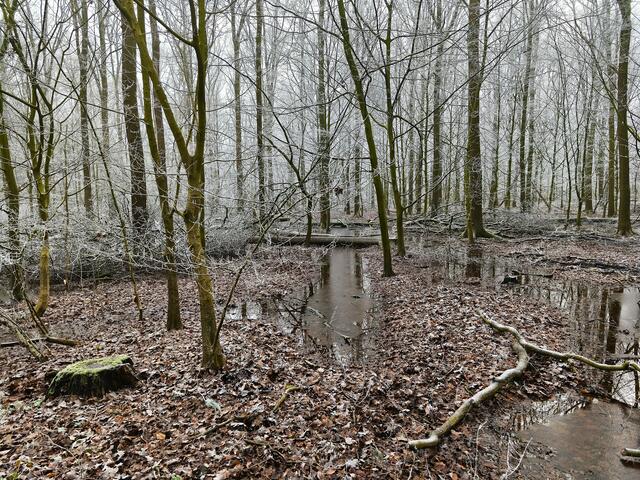 Nebelwald | Foto: Shima Mahi