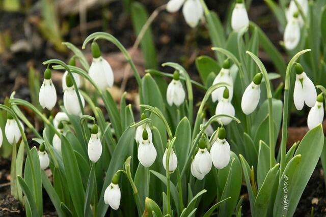 Berggarten im Jahreslauf (Foto: Katja Woidtke)

Schneeglöckchen (Galanthus) | Foto: Katja Woidtke