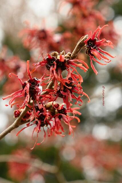 Berggarten im Jahreslauf (Foto: Katja Woidtke)

Zaubernuss (Hamamelis intermedia) "Diane" | Foto: Katja Woidtke
