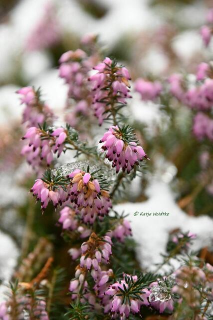 Berggarten im Jahreslauf (Foto: Katja Woidtke)

Schneeheide (Erica herbacea) "Winter Beauty" | Foto: Katja Woidtke