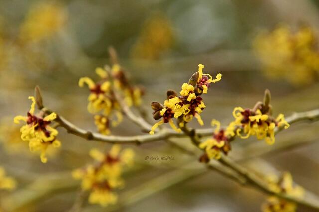 Berggarten im Jahreslauf (Foto: Katja Woidtke)

Japanische Zaubernuss (Hamamelis japonica) | Foto: Katja Woidtke