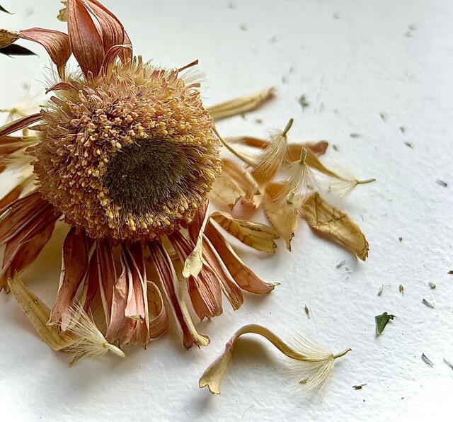 ... verwelkte Gerbera 