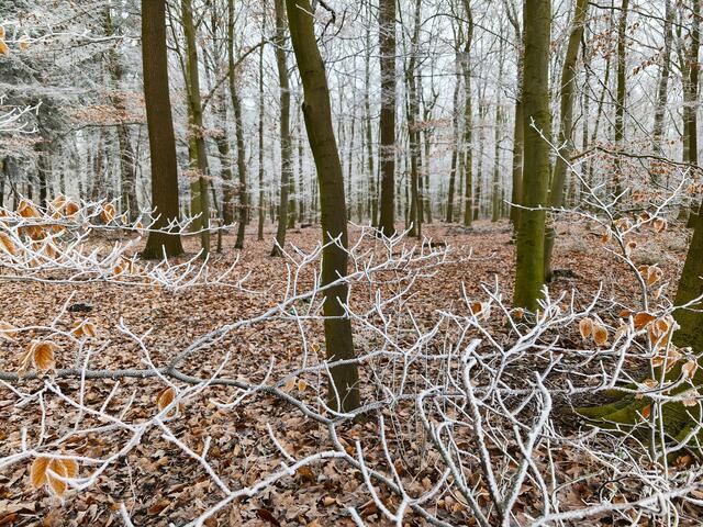 Raureifzweige und Nebelwald bilden einen schönen Kontrast. | Foto: Shima Mahi