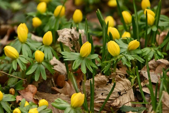 Berggarten im Jahreslauf (Foto: Katja Woidtke)

Winterlinge (Eranthis) | Foto: Katja Woidtke