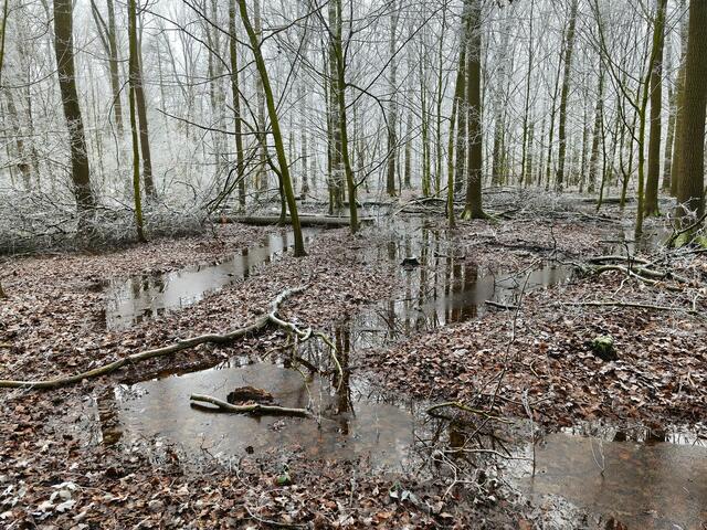 Wintermärchen | Foto: Shima Mahi