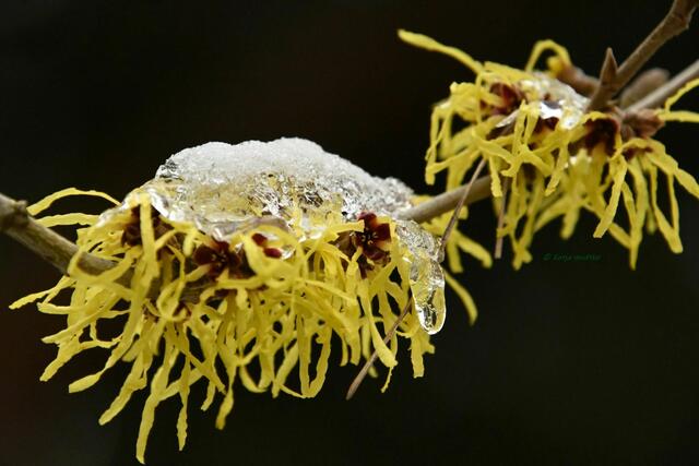 Berggarten im Jahreslauf (Foto: Katja Woidtke)

Zaubernuss (Hamamelis) | Foto: Katja Woidtke