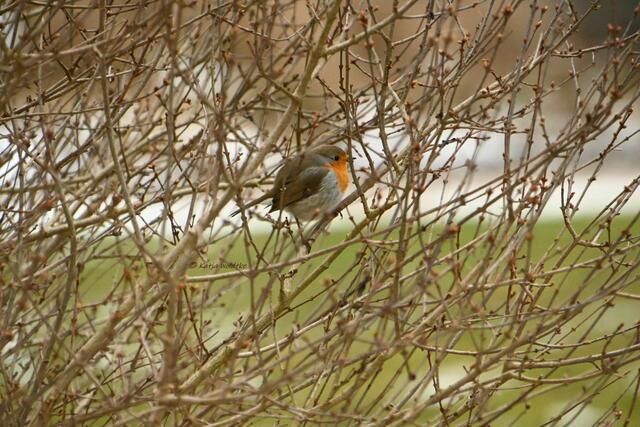 Berggarten im Jahreslauf (Foto: Katja Woidtke)

Rotkehlchen (Erithacus rubecula) | Foto: Katja Woidtke