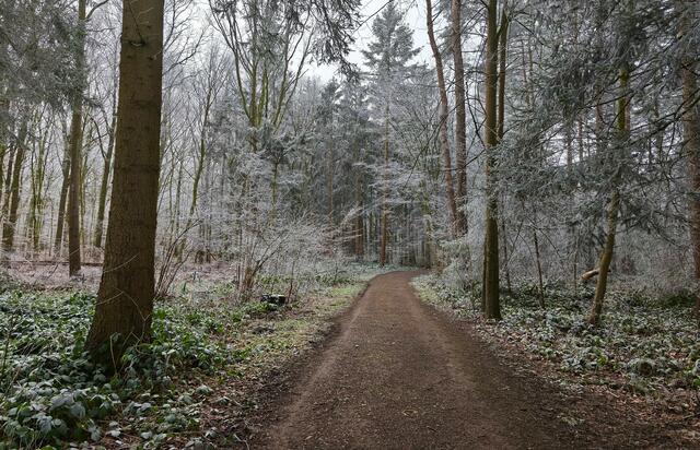 Gefrorener Nebel im Forst Mecklenheide (Hannover) | Foto: Shima Mahi