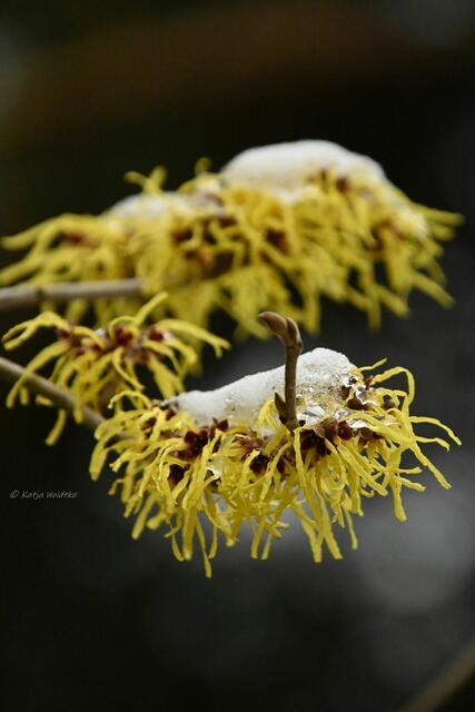 Berggarten im Jahreslauf (Foto: Katja Woidtke)

Zaubernuss (Hamamelis) | Foto: Katja Woidtke