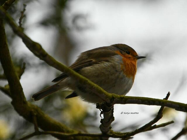 Berggarten im Jahreslauf (Foto: Katja Woidtke)

Rotkehlchen (Erithacus rubecula) | Foto: Katja Woidtke