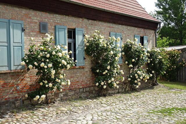 Rosen vor dem Klostercafe