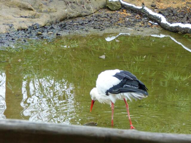Der Weißstorch inspiziert die Pfütze