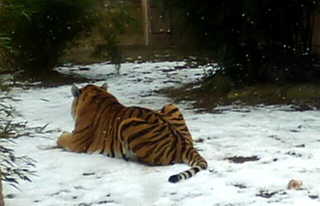 Tiger im Schnee