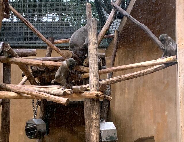 Schimpansen im Urwaldhaus