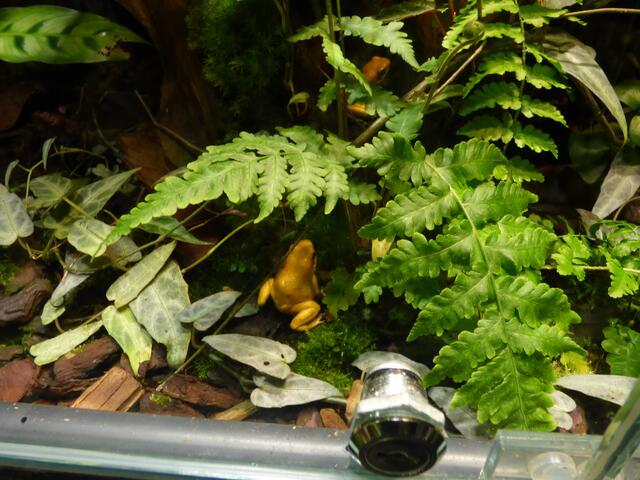 Schrecklicher Pfeilgiftfrosch