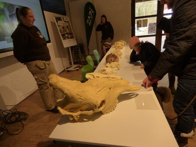 Ganz vorn eine Giraffe