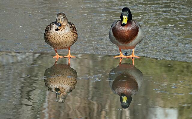 Die erste Fotoserie mit der SONY RX10: Enten auf den vereisten Weihern im Gemeindepark Diedorf
