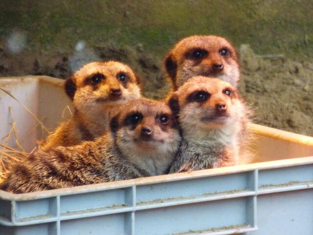 Die Kleinen Erdmännchen haben sich zurück gezogen
