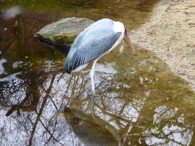 Auf was wartet der Marabu?