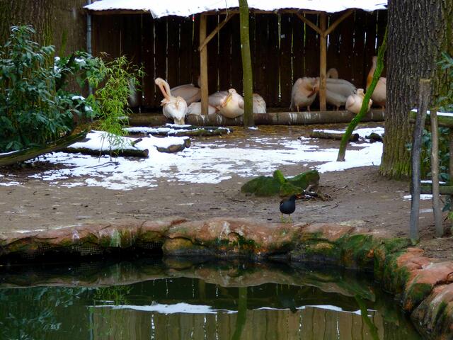 Pelikane und ein Teichhuhn