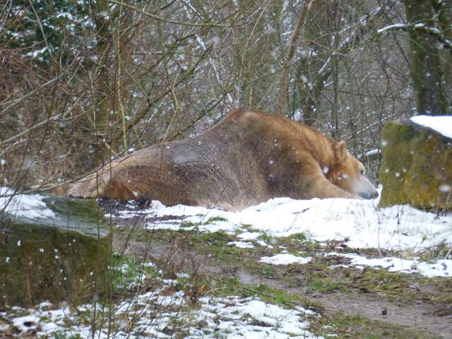 Warum hat der Eisbär ein braunes Fell?