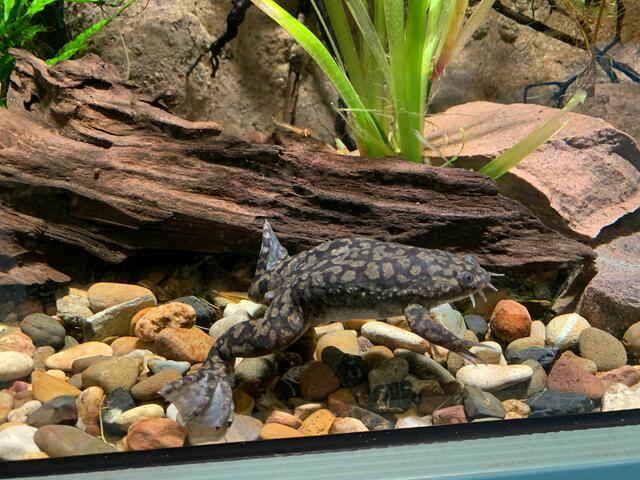 Afrikanischer Krallenfrosch