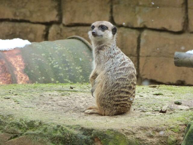 Jetzt ist aber genug. Das Erdmännchen verabschiedet sich. Bis nächstes Mal🥰