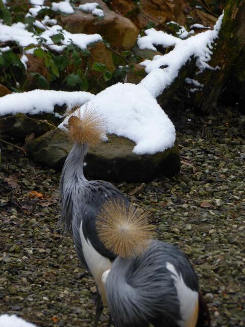 Kronenkranich und Schnee