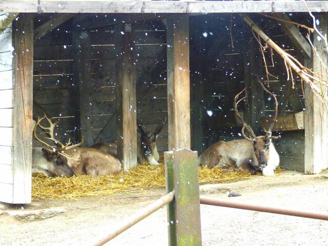 Rentiere (Karibus) kennen den Schnee