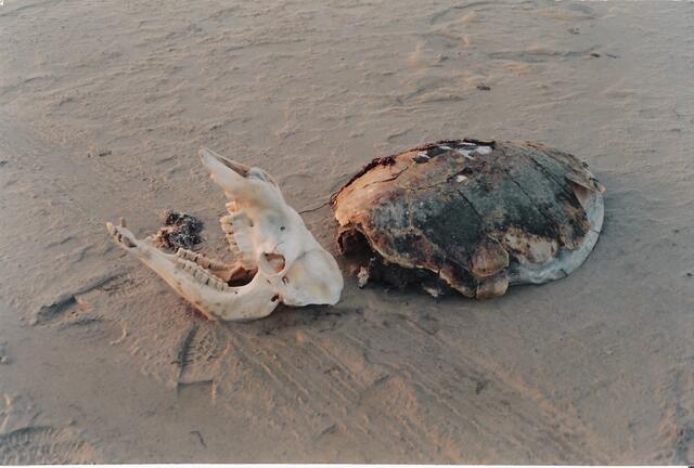 Vor 30 Jahren habe ich diese Knochen entdeckt