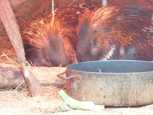 Die Stachelschweine auch