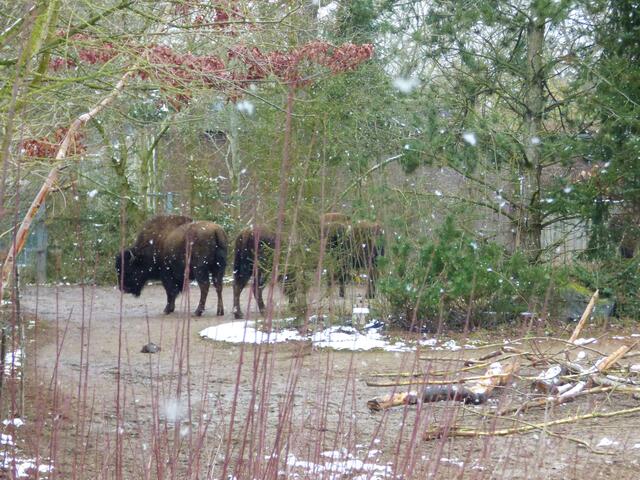 Bisons haben auch ein dickes Fell