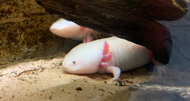 Axolotl