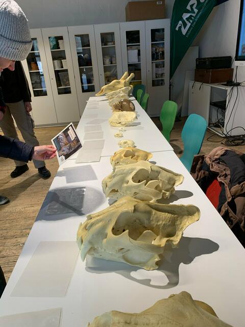 Schädelraten im Schulungszentrum