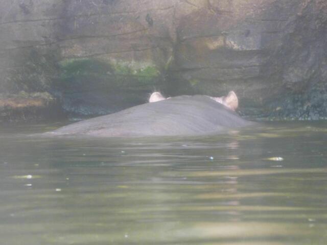 Das Flusspferd in seinem Pool